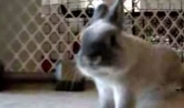 小兔子视频,萌趣互动，欢乐时光